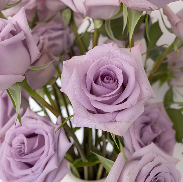 Lilac roses